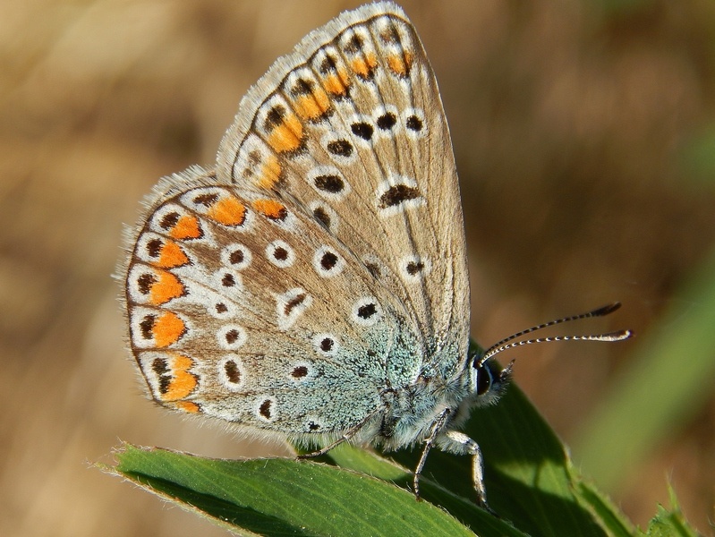 Polyommatus icarus M e F